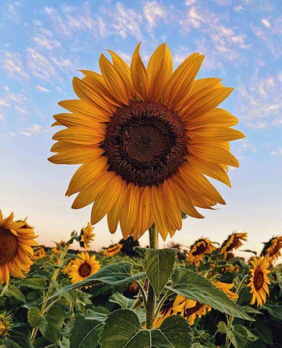 Sunflowers